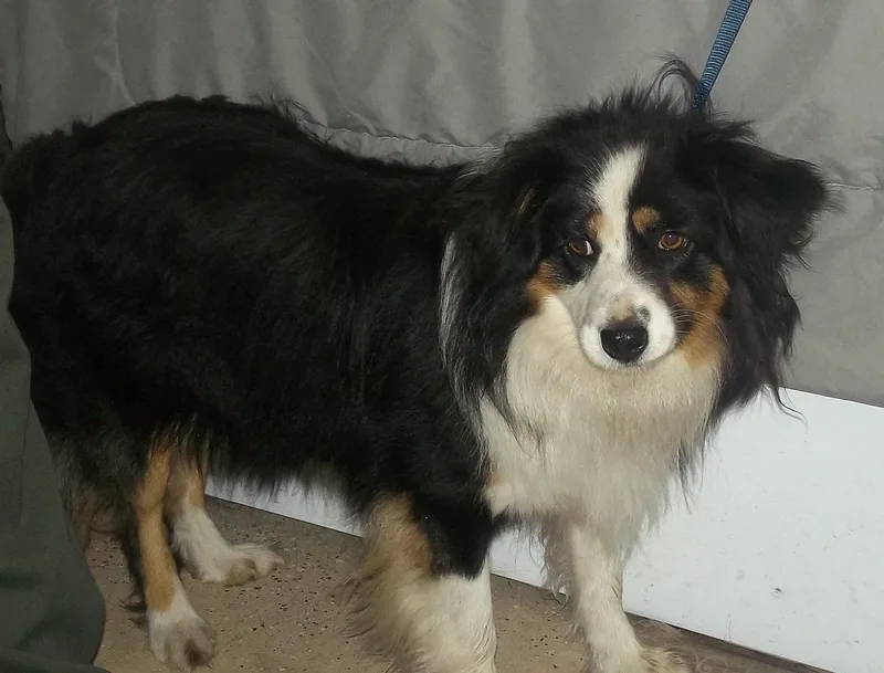 An adult small-sized female Black Australian Shepherd dog named Skyler for adoption in Reed City, MI