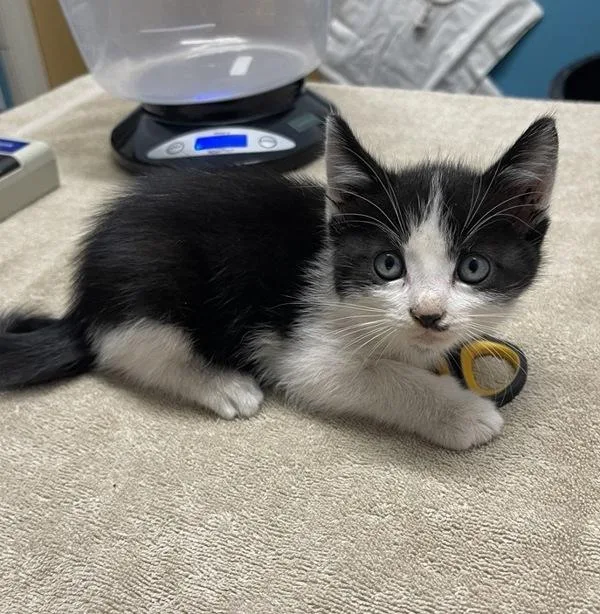 A baby small-sized male Domestic Short Hair cat named Quasimodo for adoption in Escondido, CA