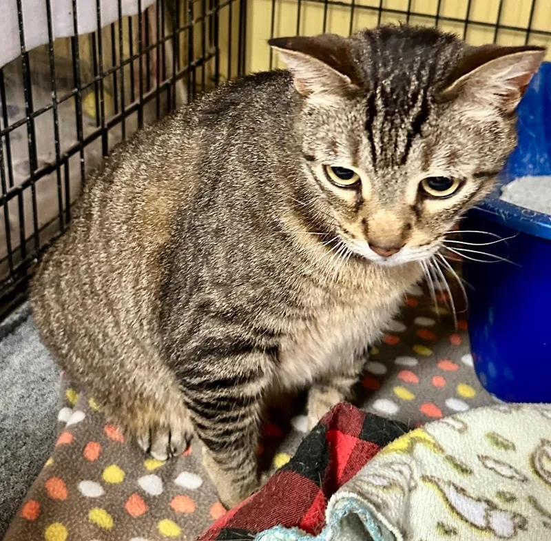 Pepperoni thumbnail 2