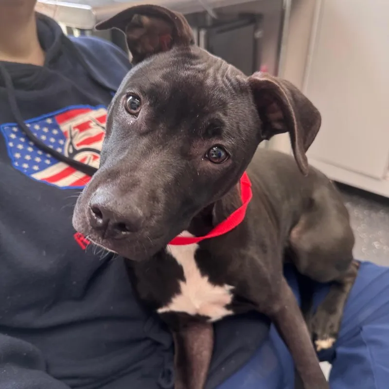 A young medium-sized female Black Mixed Breed dog named Pupperoni for adoption in Columbiana, AL