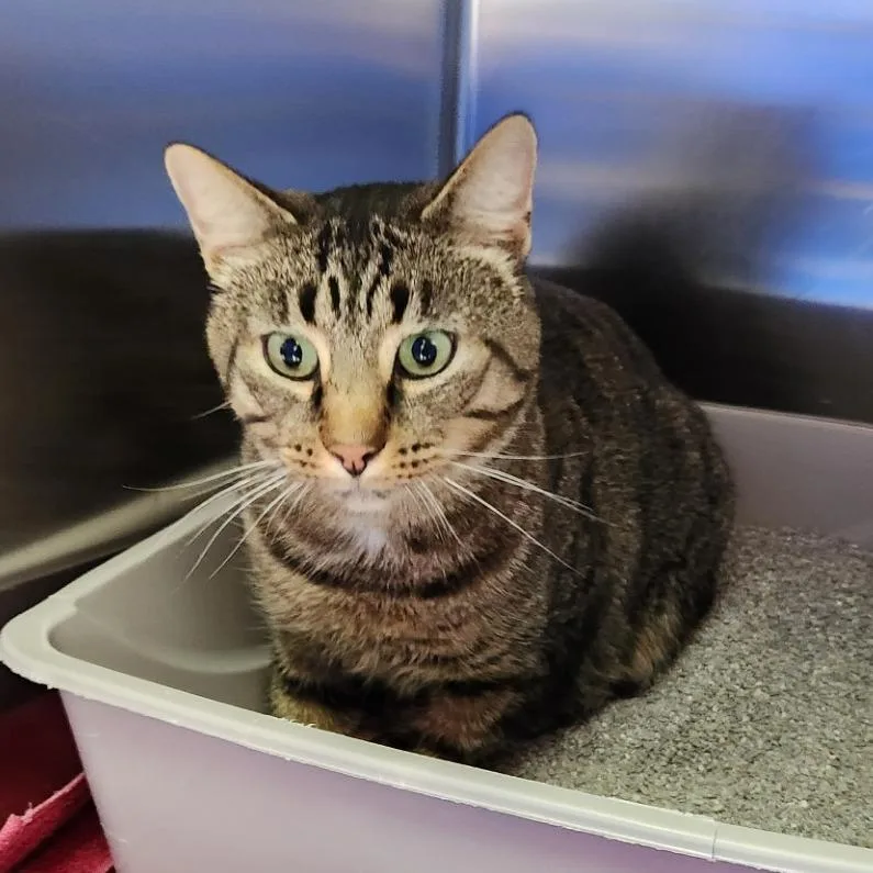 An adult large-sized male Domestic Short Hair cat named Oliver for adoption in Grand Rapids, MI