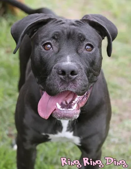 An adult large-sized female Pit Bull Terrier dog named Ring Ring Ding for adoption in Mason, MI