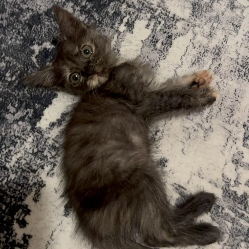 A baby medium-sized female Dilute Tortoiseshell Domestic Short Hair cat named Bellatrix for adoption in Brentwood, CA