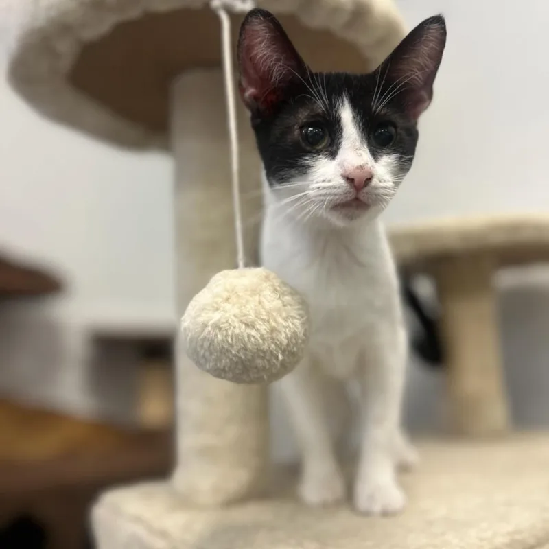 A young small-sized female Black Domestic Short Hair cat named Checkers for adoption in Houston, TX