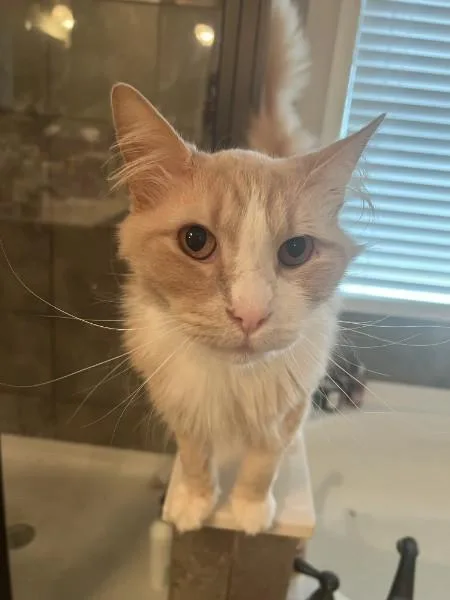 Charlie Se thumbnail 3