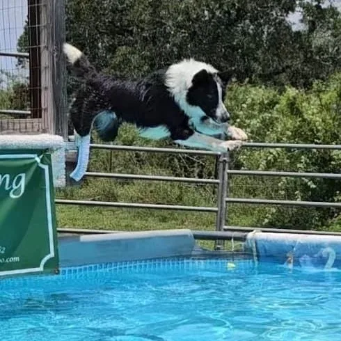 A young medium-sized male Black Border Collie dog named Magic for adoption in Houston, TX