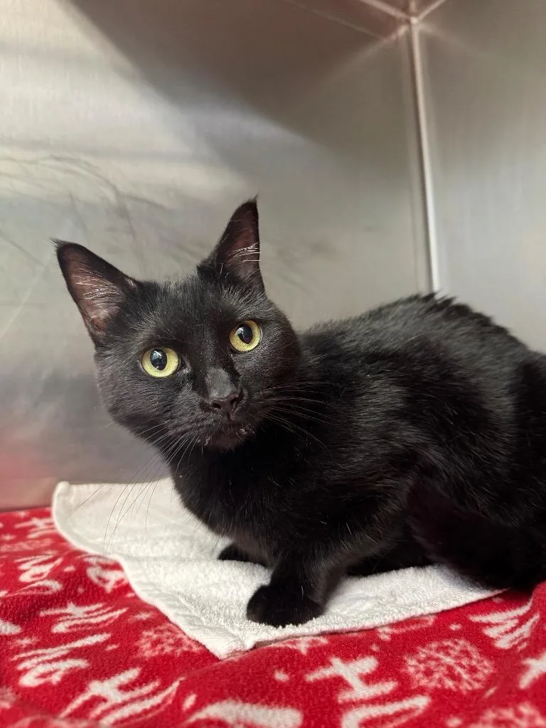 An adult small-sized female Domestic Short Hair cat named Rain for adoption in Grants Pass, OR