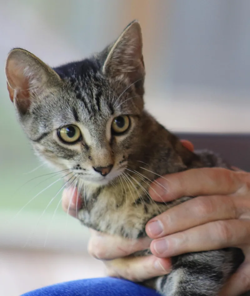 A baby medium-sized male Domestic Short Hair cat named Neytaro for adoption in North Fort Myers, FL
