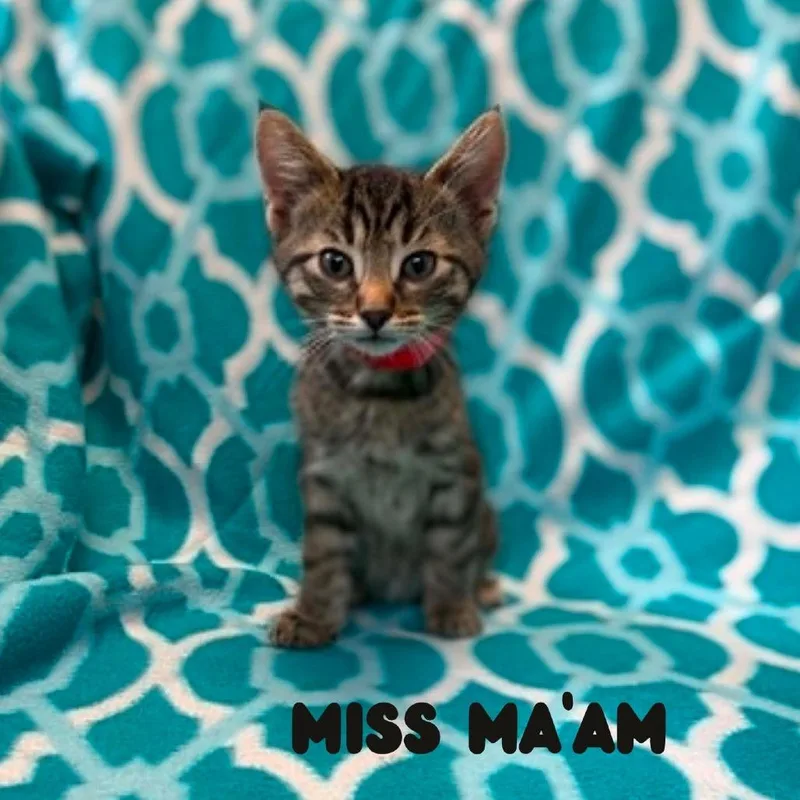 Miss Ma'am thumbnail 2