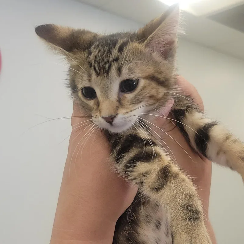A baby small-sized female Brown / Chocolate Domestic Short Hair cat named Fiji for adoption in Wheeling, IL