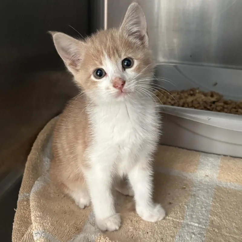 A baby small-sized male Orange / Red Domestic Short Hair cat named Simon for adoption in Pittsburg, KS