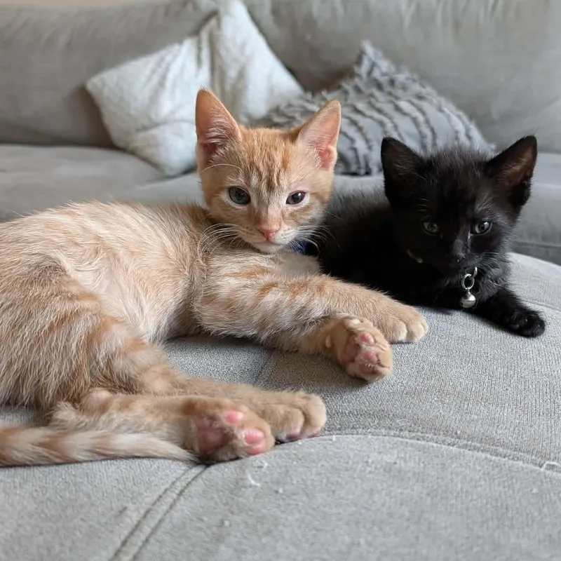 A baby small-sized male Tabby (Orange / Red) Domestic Short Hair cat named Franklin for adoption in Hollister, CA
