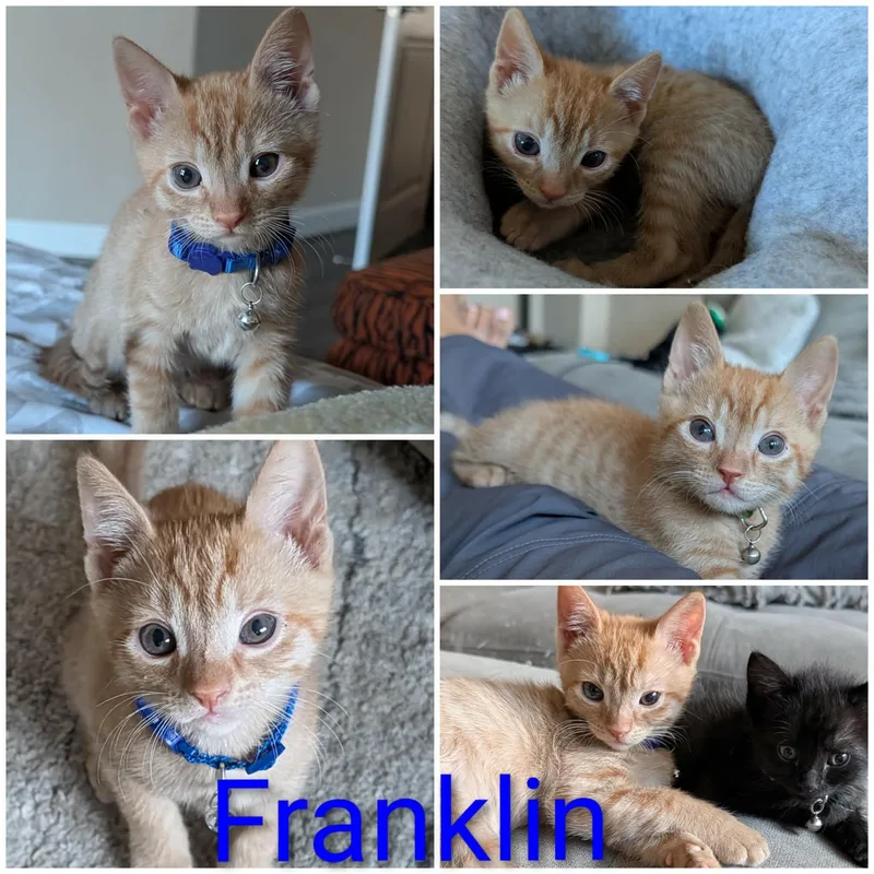 Franklin thumbnail 3