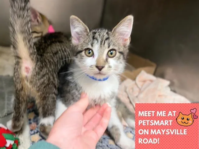 A baby small-sized male Domestic Short Hair cat named Duke for adoption in Fort Wayne, IN