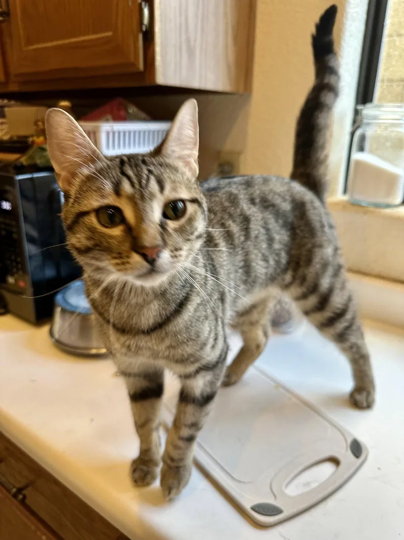 A young medium-sized male Tabby cat named Loki for adoption in Phoenix, AZ