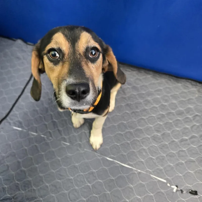 A young small-sized female Black Hound dog named Gretchen for adoption in Newport, TN