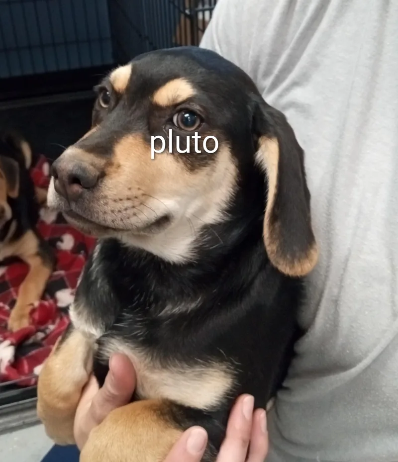 Pluto