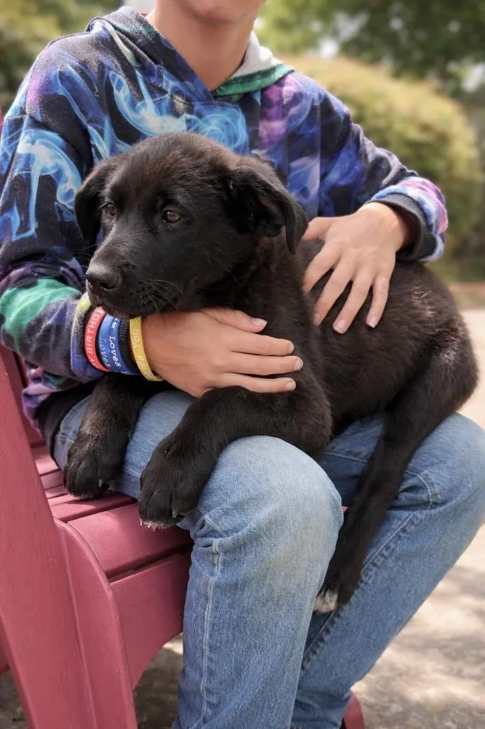 A baby large-sized male Poodle dog named Maurice for adoption in Princeton, MA