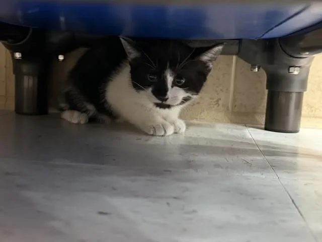 A young medium-sized female Black & White / Tuxedo Tuxedo cat named Autumn for adoption in Hobbs, NM