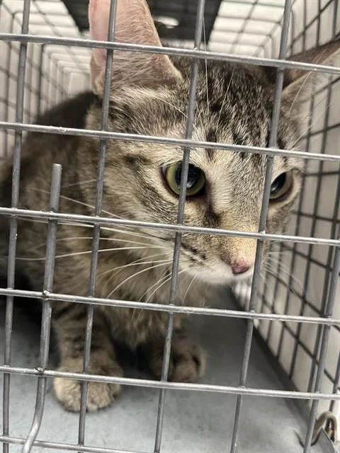 An adult large-sized female Domestic Short Hair cat named Harlem for adoption in Las Vegas, NV