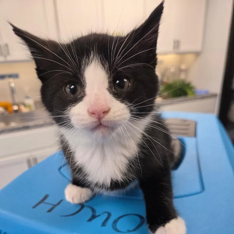 A baby small-sized male Black Domestic Short Hair cat named Brioni for adoption in Watertown, NY
