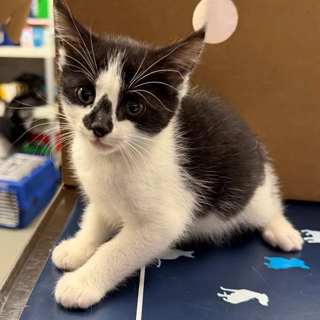 A baby small-sized female Domestic Short Hair cat named Panda for adoption in Ontario, CA