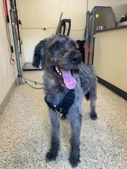An adult medium-sized male Wheaten Terrier dog named Rambo for adoption in Clarks Summit, PA