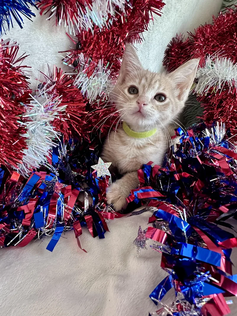 A baby medium-sized female Orange & White Domestic Short Hair cat named Private Purr for adoption in Bryan, TX