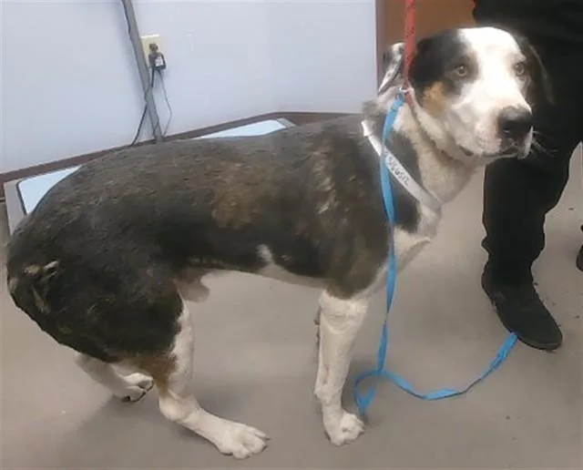 An adult large-sized male Labrador Retriever dog named Tundra for adoption in Phoenix, AZ