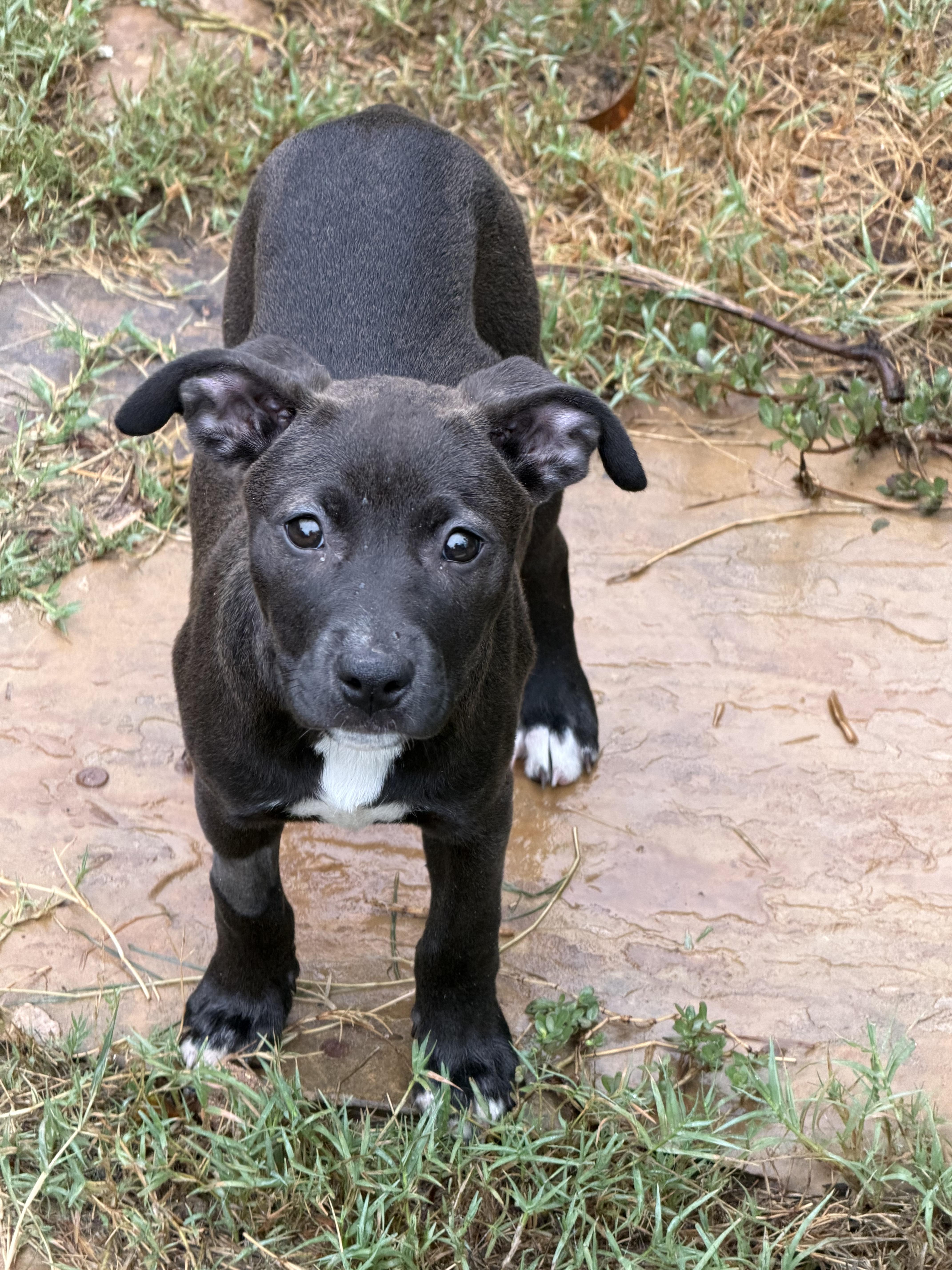 A baby medium-sized male Labrador Retriever dog named Sunday PB for adoption in Schertz, TX