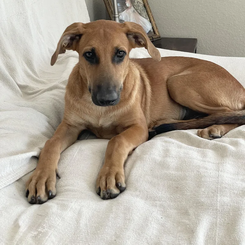 Rhodie the Angel