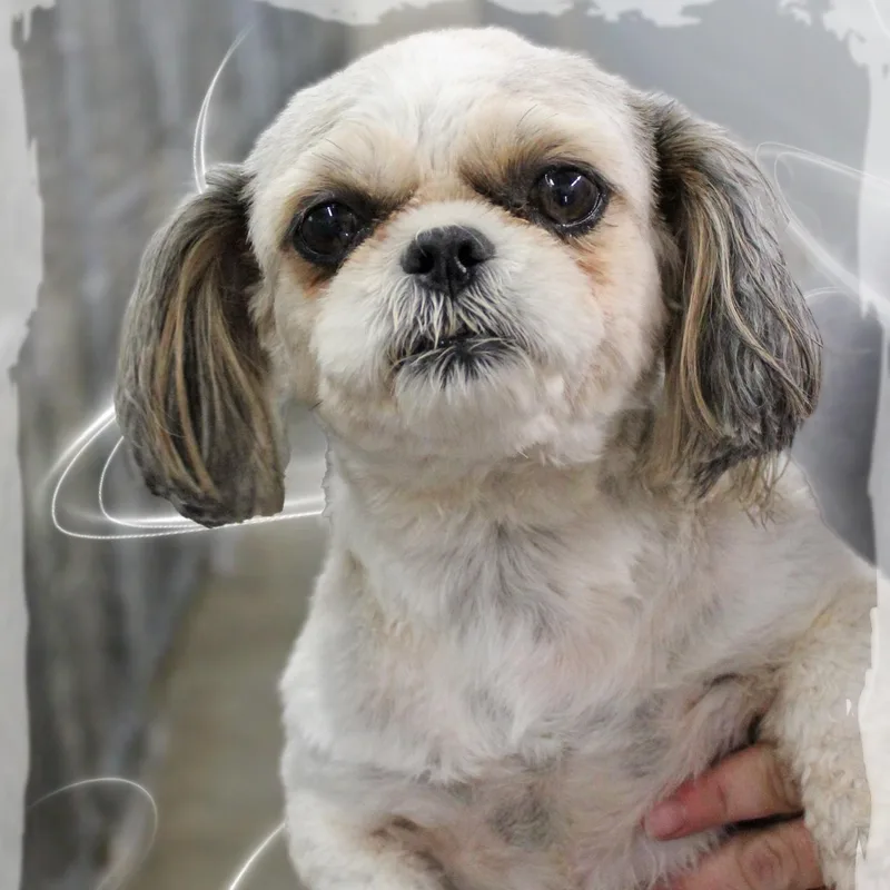 An adult small-sized female Yellow / Tan / Blond / Fawn Shih Tzu dog named Daisy for adoption in Amelia, OH