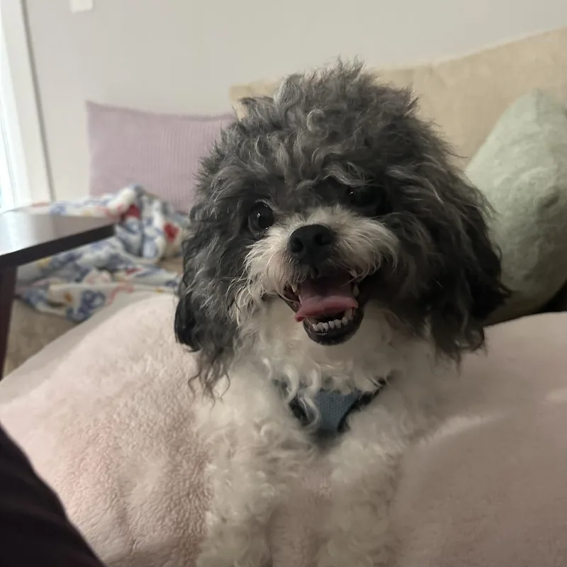 Beau