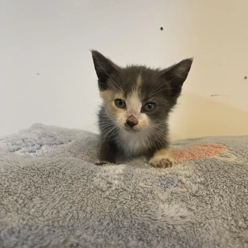 A baby small-sized female Tortoiseshell Domestic Short Hair cat named Aurora for adoption in Glenwood, MN