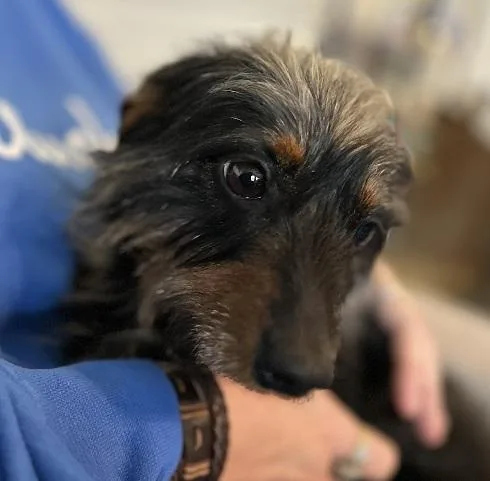 A young small-sized female Bicolor Dachshund (Long Haired) dog named Bell The Dachshund Yorkie for adoption in Georgetown, KY