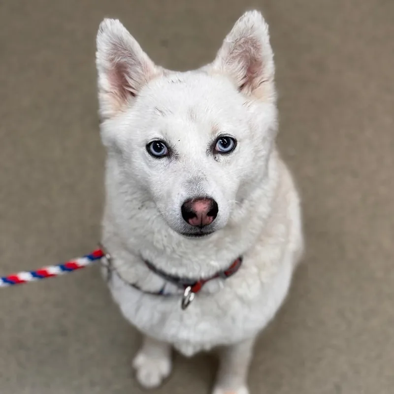 An adult medium-sized female White / Cream American Eskimo Dog dog named Tilly for adoption in Birdsboro, PA
