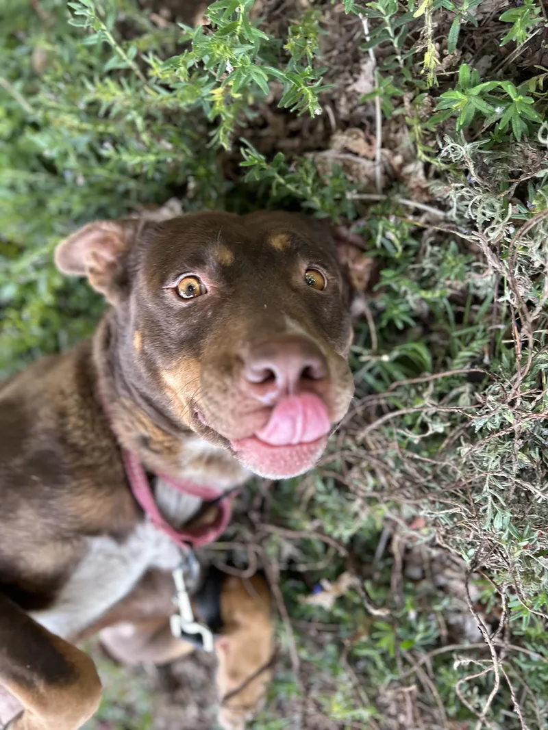 An adult medium-sized female Pit Bull Terrier dog named Marra for adoption in Tigard, OR