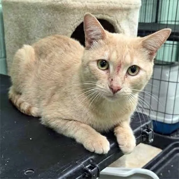 An adult large-sized male Domestic Short Hair cat named Lenox for adoption in Oviedo, FL