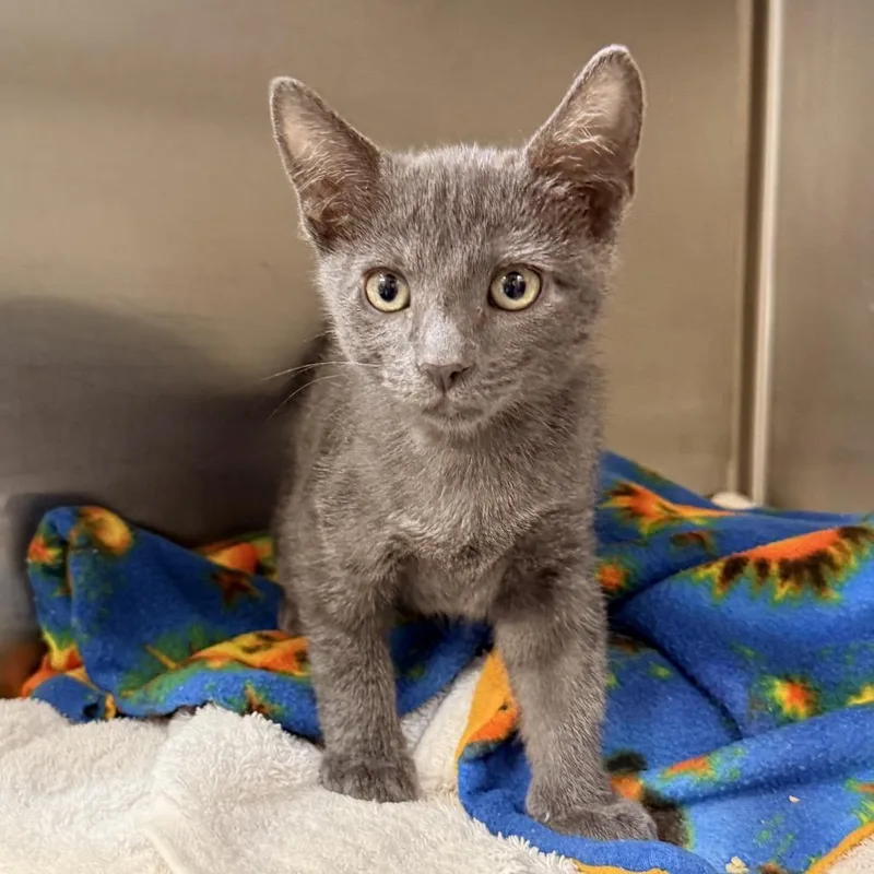 A baby small-sized male Gray / Blue / Silver Domestic Short Hair cat named Greyson for adoption in Palm Springs, CA