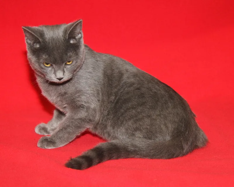 Beelzebub thumbnail 2