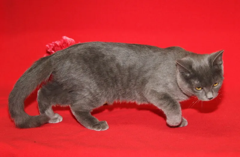 Beelzebub thumbnail 3