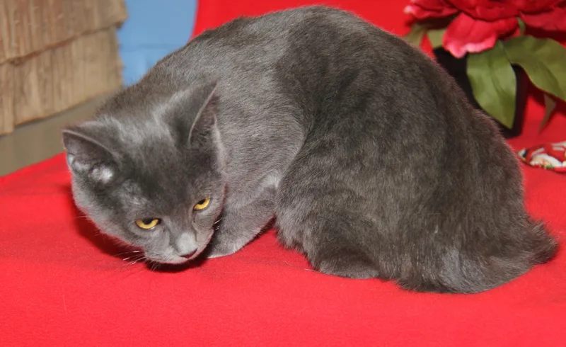 Beelzebub thumbnail 4