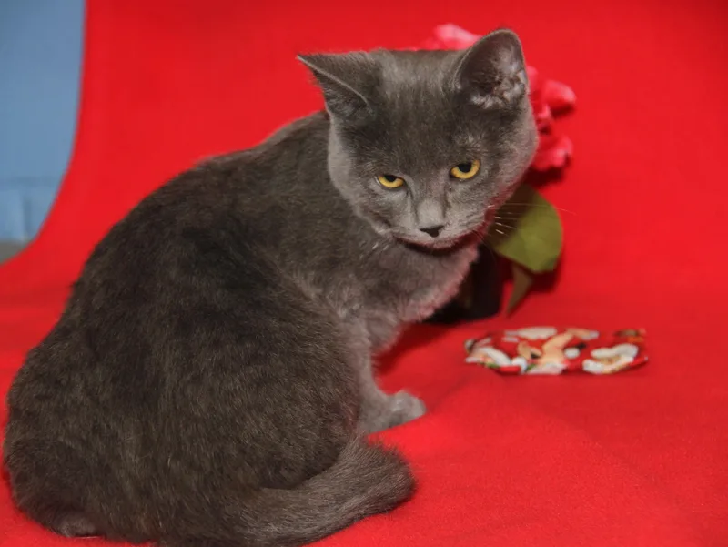 Beelzebub thumbnail 5