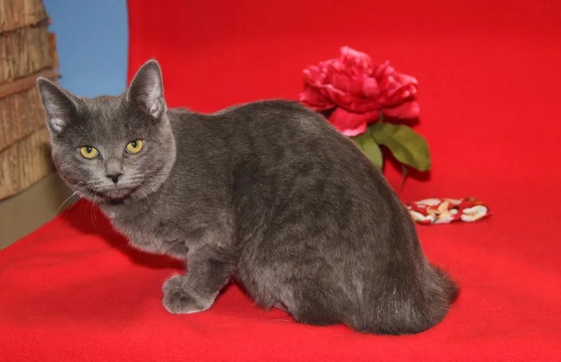 Beelzebub thumbnail 6