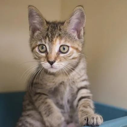 A baby small-sized female Domestic Short Hair cat named Strudel for adoption in Verona, WI