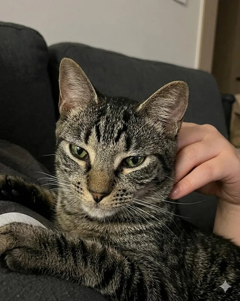 Felix thumbnail 3