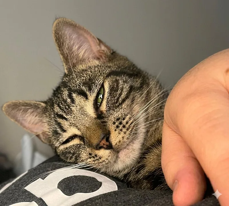 Felix thumbnail 4
