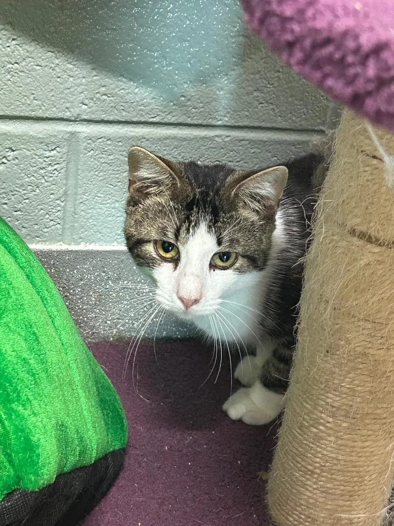 A young small-sized male Domestic Short Hair cat named Gris Gris Bones for adoption in East Ridge, TN