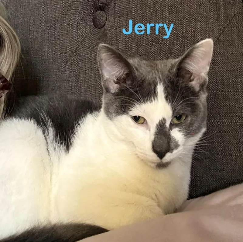 A baby medium-sized male Domestic Short Hair cat named Jerry for adoption in Richland Hills, TX