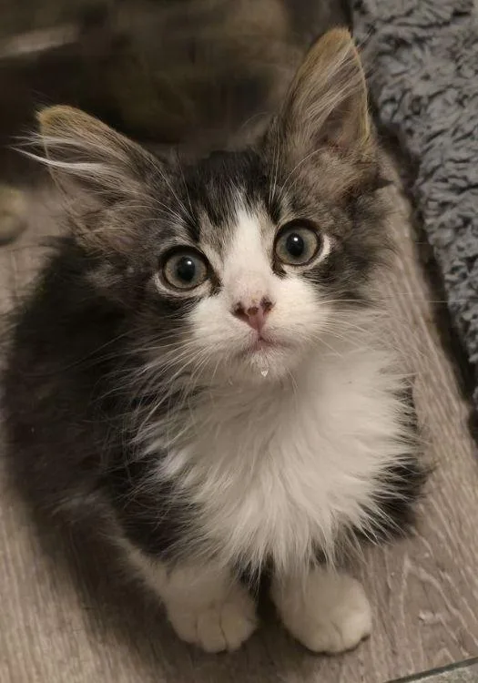A baby medium-sized male Tabby (Gray / Blue / Silver) Domestic Medium Hair cat named Scottie for adoption in Richardson, TX